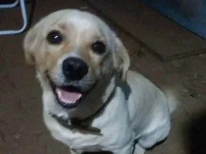 Cachorro raça Labrador  idade 3 anos nome Doguias