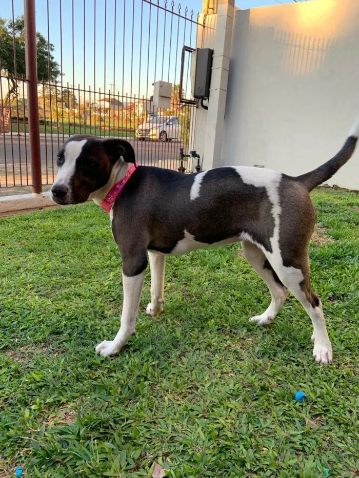 Cachorro ra a Vira Lata idade 2 a 6 meses nome Luna