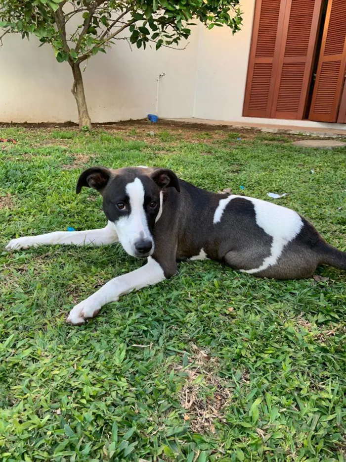 Cachorro ra a Vira Lata idade 2 a 6 meses nome Luna