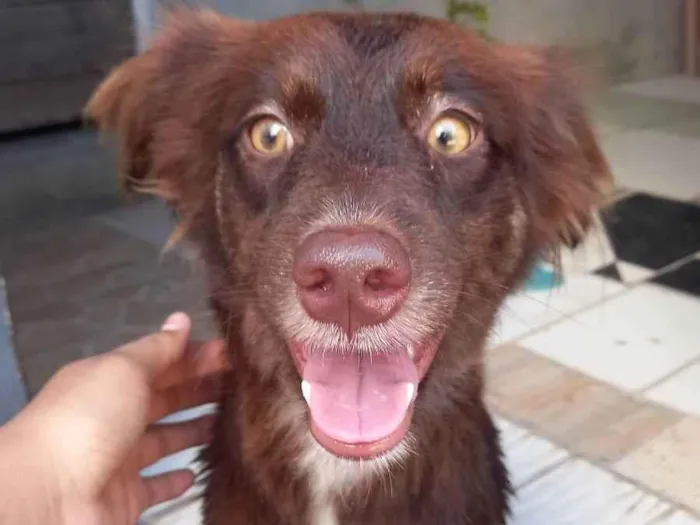 Cachorro ra a Filha de puldo com vira-latas  idade 1 ano nome Meg