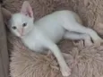 Kito