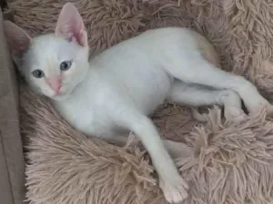 Gato raça RSD idade 2 a 6 meses nome Kito