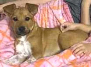 Cachorro raça SRD idade 2 a 6 meses nome Scooby 