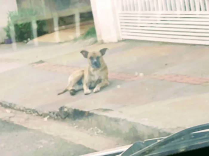 Cachorro ra a Musturado idade  nome Não foi adotado 