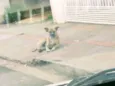 Não foi adotado