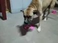 Não foi adotado