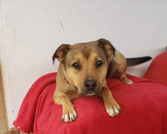 Cachorro raça Srd idade  nome Sheik