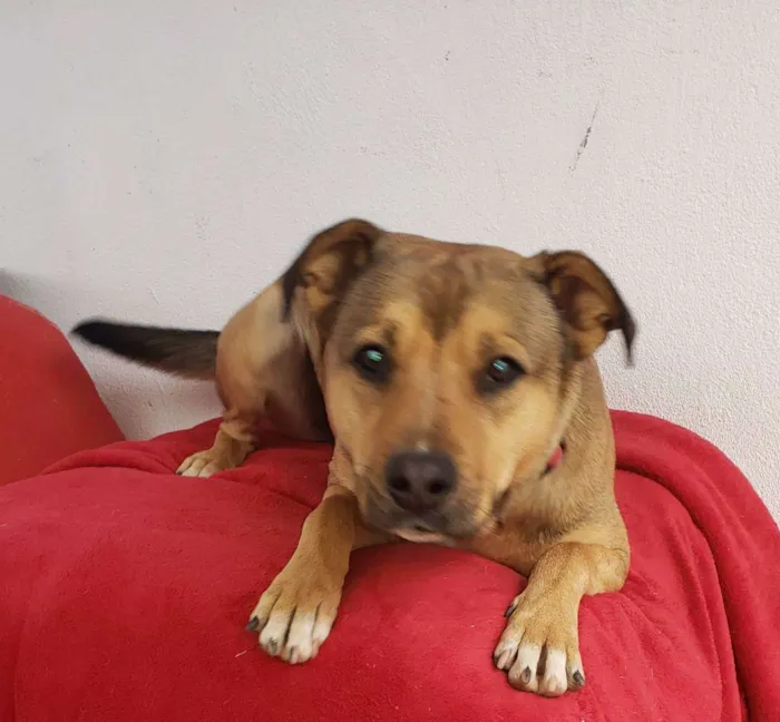 Cachorro raça Srd idade  nome Sheik