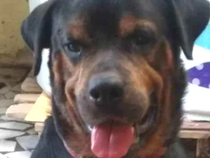Cachorro ra a Mix de rottweiler idade 3 anos nome LORD