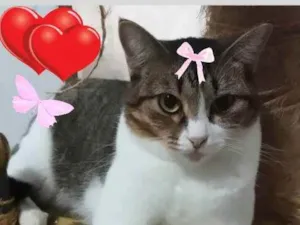 Gato raça  idade 1 ano nome Belinha