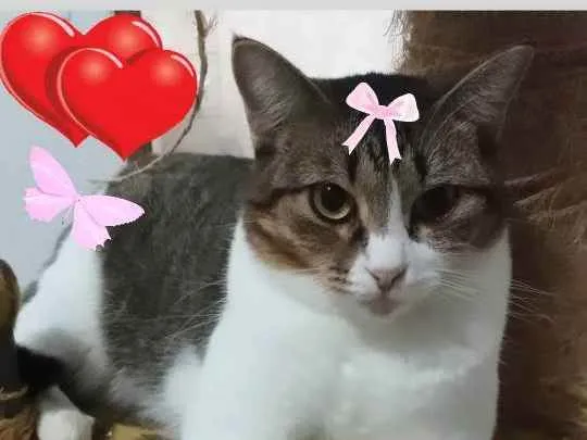 Gato ra a idade 1 ano nome Belinha