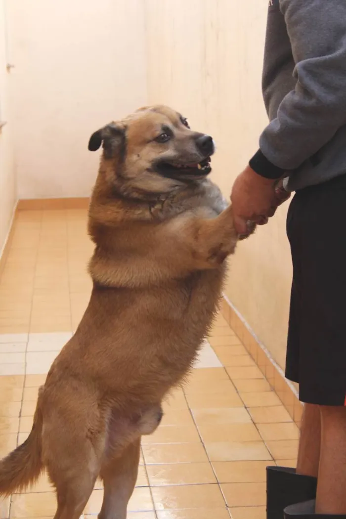 Cachorro ra a Chow-Chow Labrador idade 5 anos nome Koda