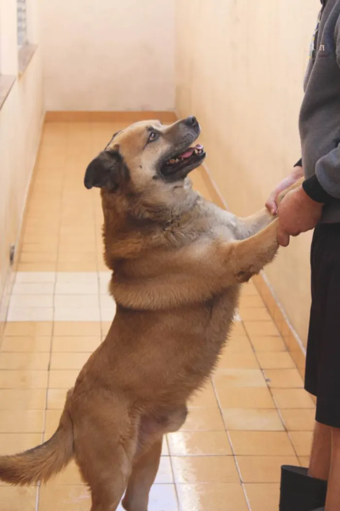 Cachorro ra a Chow-Chow Labrador idade 5 anos nome Koda