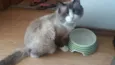 Peludo