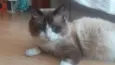Peludo