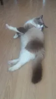 Peludo