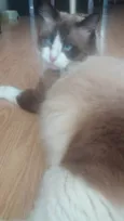 Peludo