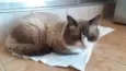 Peludo