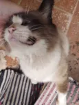 Peludo