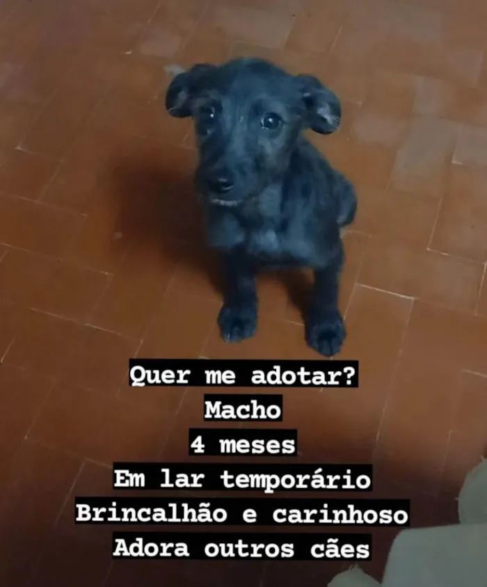 Cachorro raça SRD idade 2 a 6 meses nome Bidú