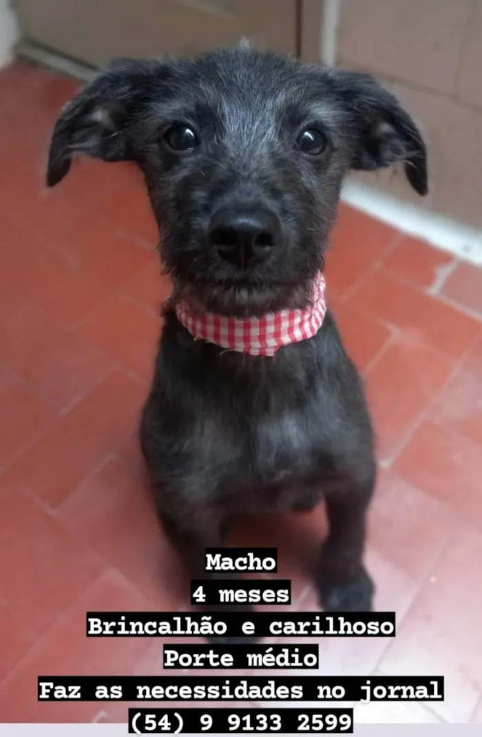 Cachorro raça SRD idade 2 a 6 meses nome Bidú