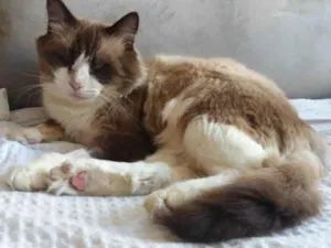 Gato raça SRD idade 4 anos nome Peludo
