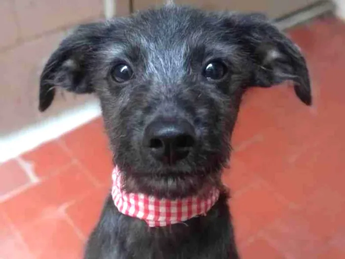 Cachorro raça SRD idade 2 a 6 meses nome Bidú