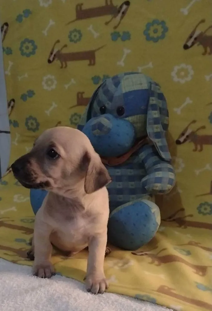 Cachorro raça Srd idade Abaixo de 2 meses nome Bunny