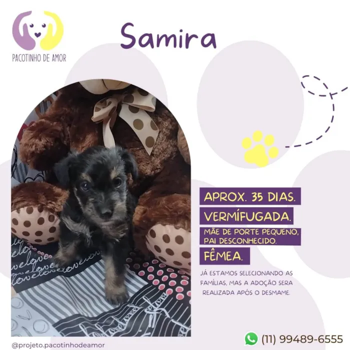 Cachorro raça Srd idade Abaixo de 2 meses nome Samira