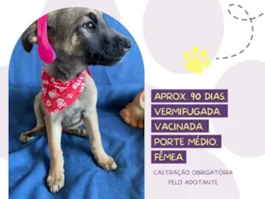 Cachorro raça Srd idade 2 a 6 meses nome Ametista