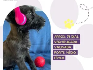 Cachorro raça Srd idade 2 a 6 meses nome Creta