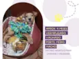Cachorro raça Srd idade 2 a 6 meses nome Mykonos 