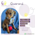 Cachorro raça Srd idade  nome Guaraná 