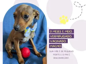 Cachorro raça Srd idade  nome Guaraná 