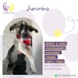 Juninho