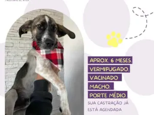 Cachorro raça Srd idade  nome Juninho