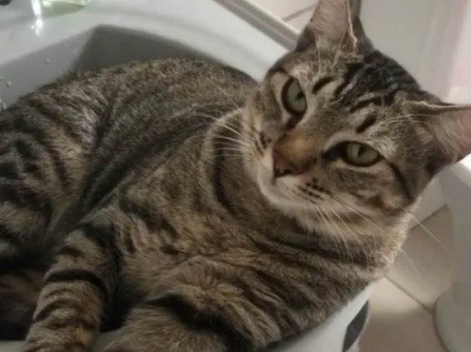 Gato ra a Sem raça  idade 7 a 11 meses nome Fred