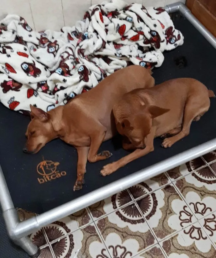 Cachorro raça PINSCHER idade 2 anos nome Nina e Romeu
