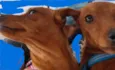 Cachorro raça PINSCHER idade 2 anos nome Nina e Romeu