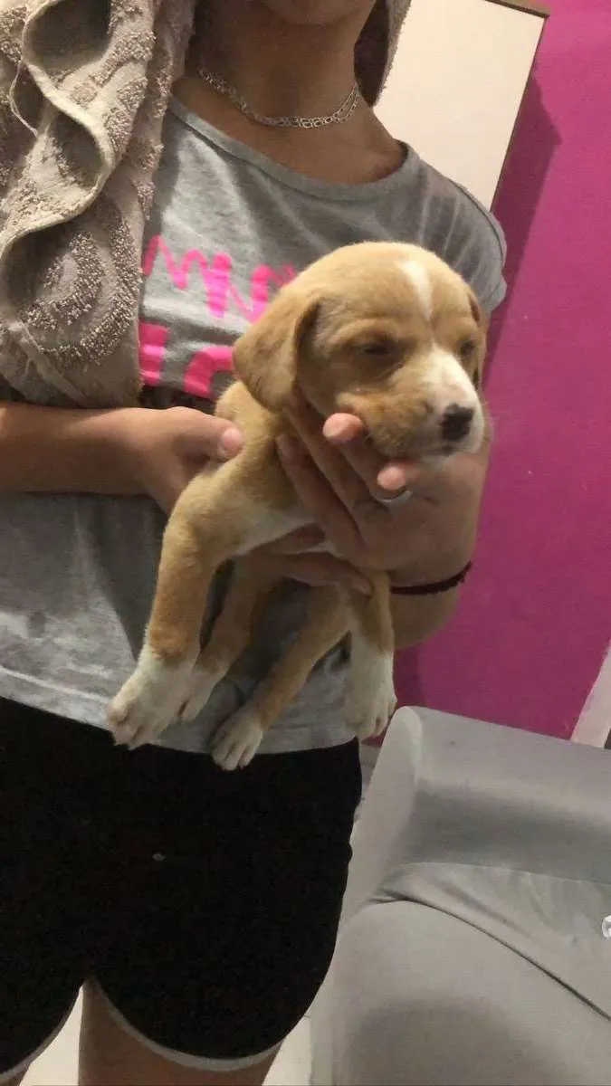 Cachorro ra a Indiferente idade Abaixo de 2 meses nome Sem nomes