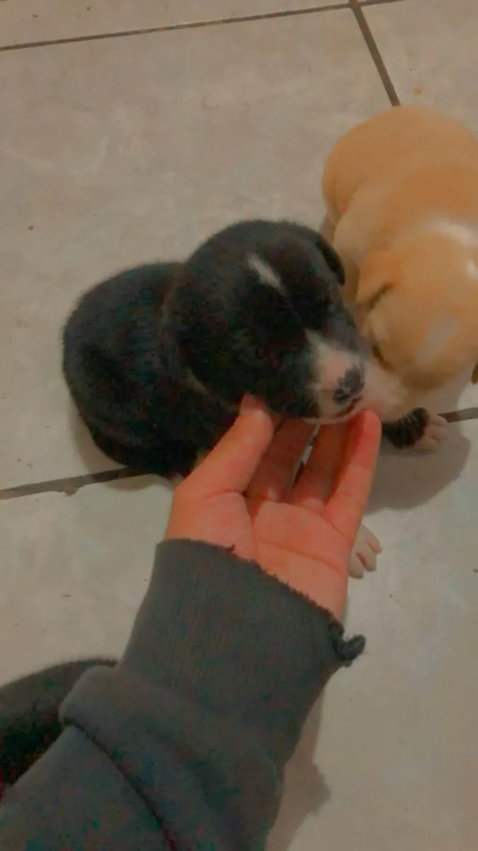 Cachorro ra a Indiferente idade Abaixo de 2 meses nome Sem nomes