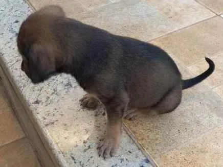 Cachorro ra a RSD idade Abaixo de 2 meses nome Sem nome