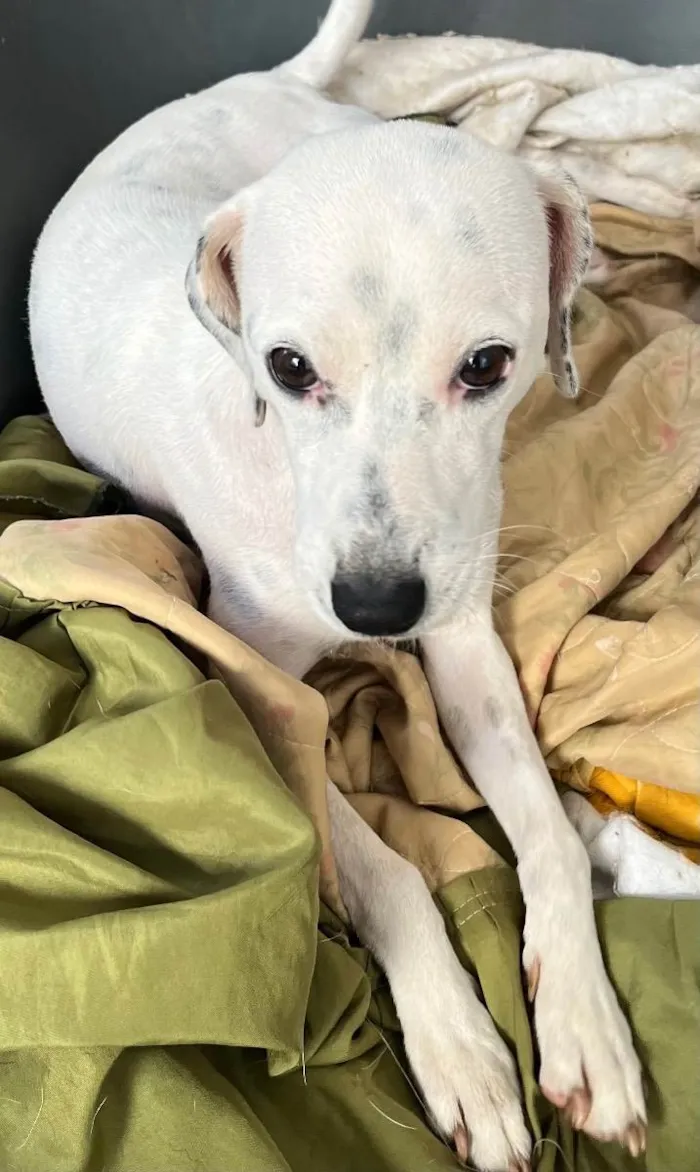 Cachorro raça SRD idade 1 ano nome Pandora