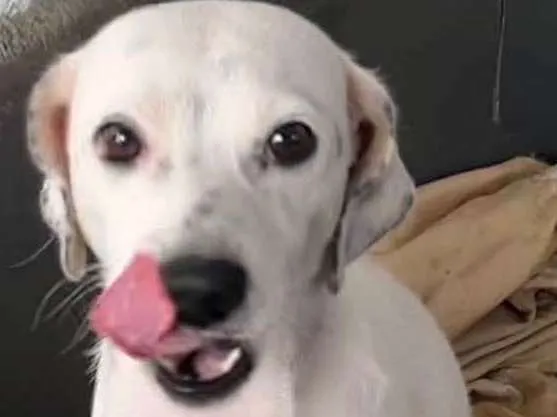 Cachorro raça SRD idade 1 ano nome Pandora