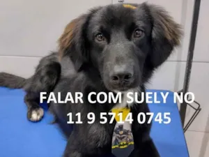 Cachorro raça  idade 7 a 11 meses nome 01 e 02