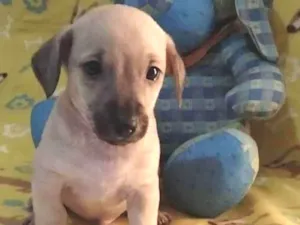 Cachorro raça Srd idade Abaixo de 2 meses nome Bunny