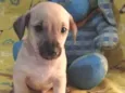 Cachorro raça Srd idade Abaixo de 2 meses nome Bunny