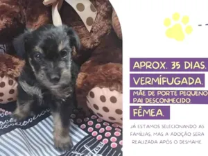 Cachorro raça Srd idade Abaixo de 2 meses nome Samira