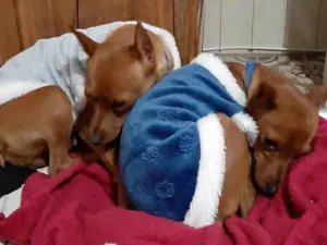 Cachorro raça PINSCHER idade 2 anos nome Nina e Romeu