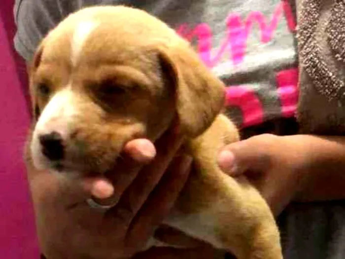 Cachorro ra a Indiferente idade Abaixo de 2 meses nome Sem nomes